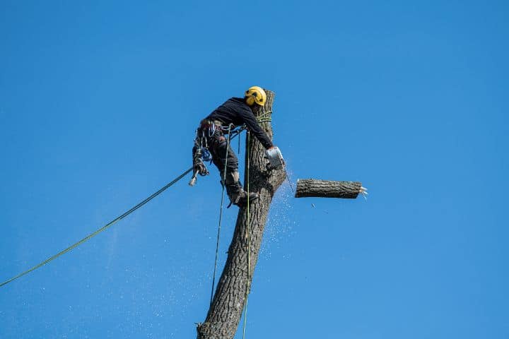 Dothan, AL-Tree Cutting Bond ($1,000) - A man cutting a tree.