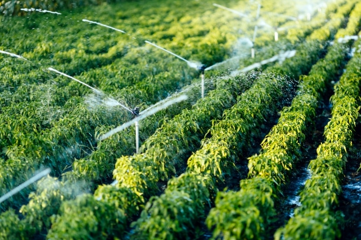 Pasco County, FL - Irrigation Sprinkler Contractor ($5,000) Bond - Irrigation system in function.