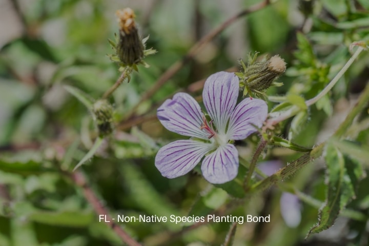 FL - Non-Native Species Planting Bond - Non-native species plants concept. Species of single flower Cranesbill.