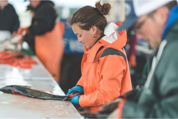 Alaska Fish Buyer and Processor Bond - A codfish processing in a fish industry concept.