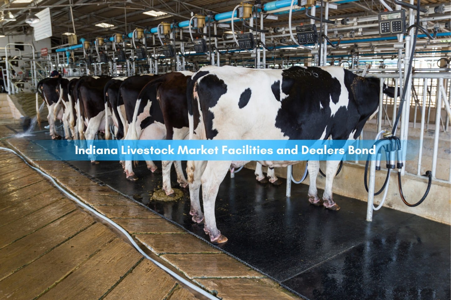 Indiana Livestock Market Facilities and Dealers Bond - Cow milking facility. Milking cow with milking machine.