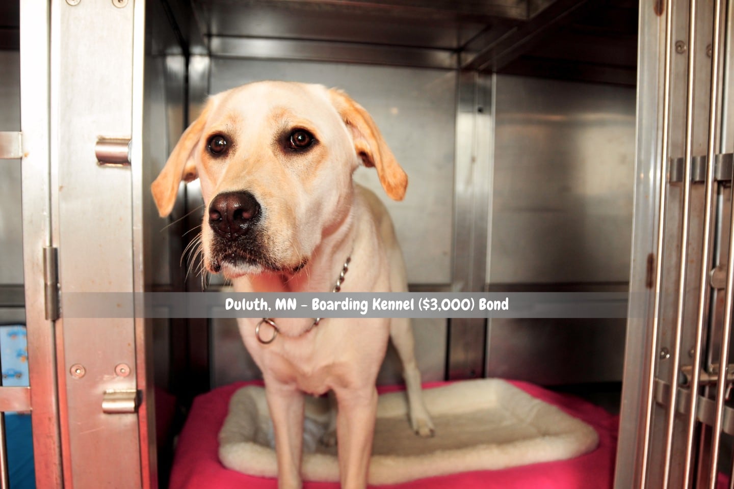 Duluth, MN - Boarding Kennel ($3,000) Bond - A Labrador retriever traverses the Atlantic Ocean while standing in a kennel.