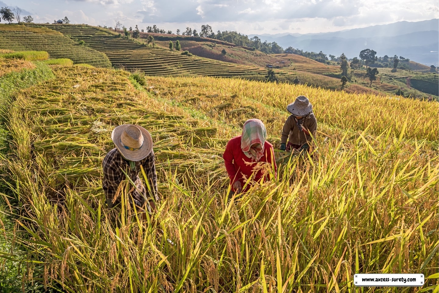 Using the traditional method, farmers use a sickle to harvest the rice collectively.