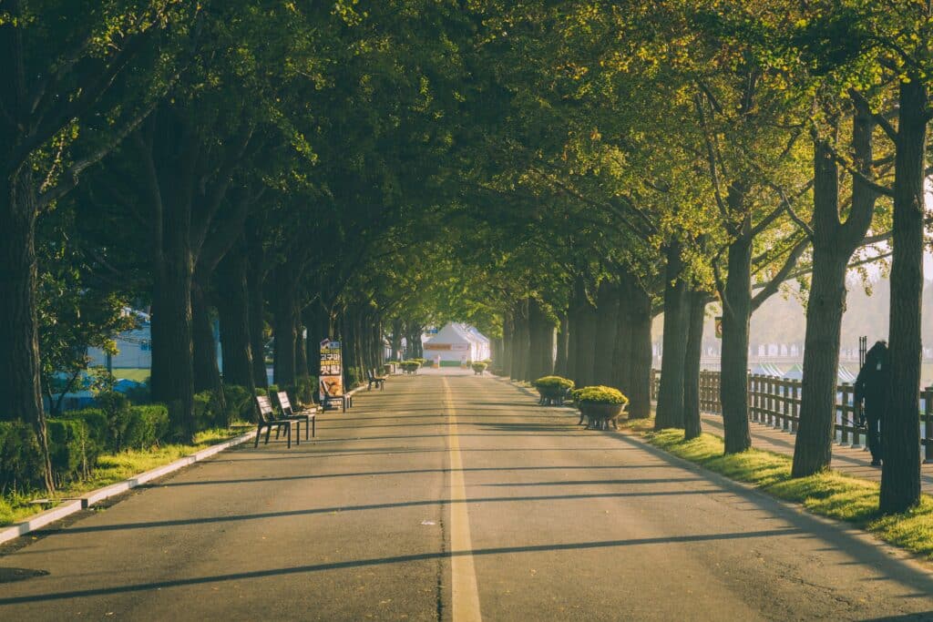 beautiful-trees-on-two-sides-of-a-street-captured-2023-11-27-05-30-10-utc_11zon