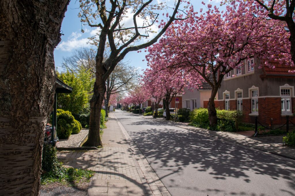 A street surrounded by houses and sakura trees with shadow falling on the road in Norden,Lower Saxony