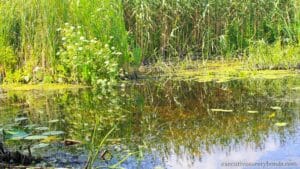 Washington State Aquatic Land Lease Bond
