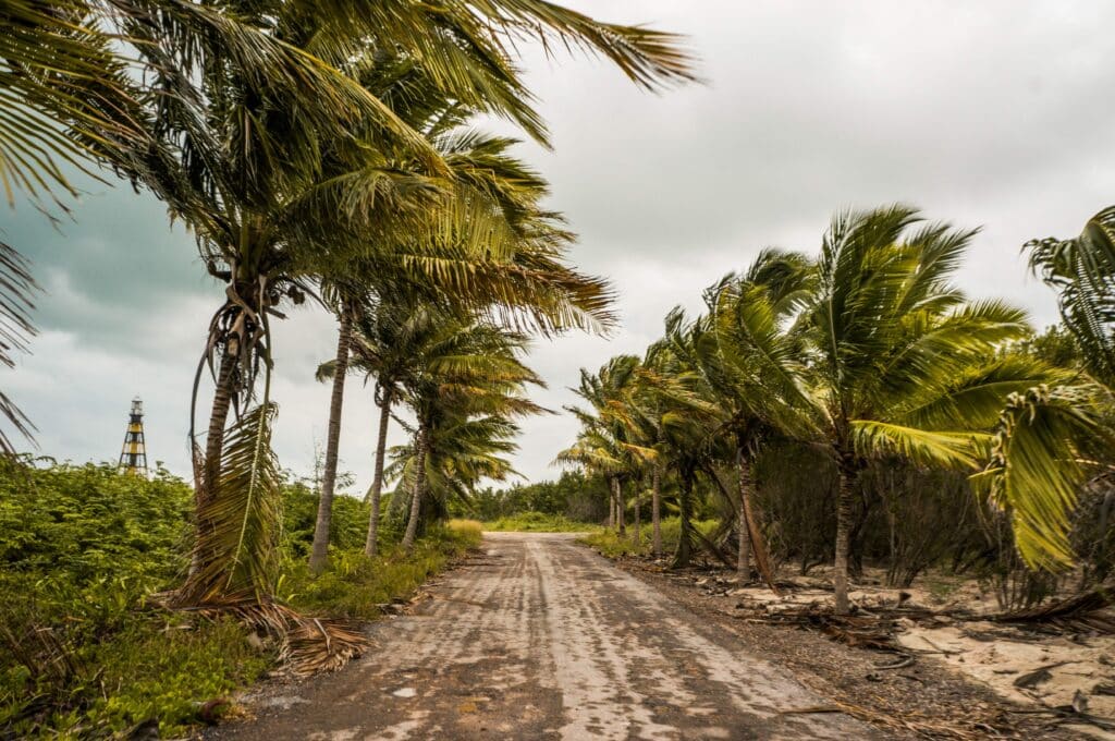 beautiful-landscape-view-of-road-with-palm-trees-a-2023-11-27-05-33-01-utc_11zon