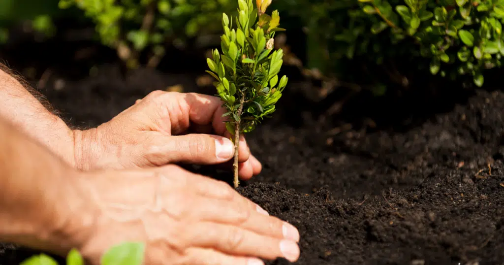 SWP3 Stormwater Pollution Prevention Plan Revegetation 1