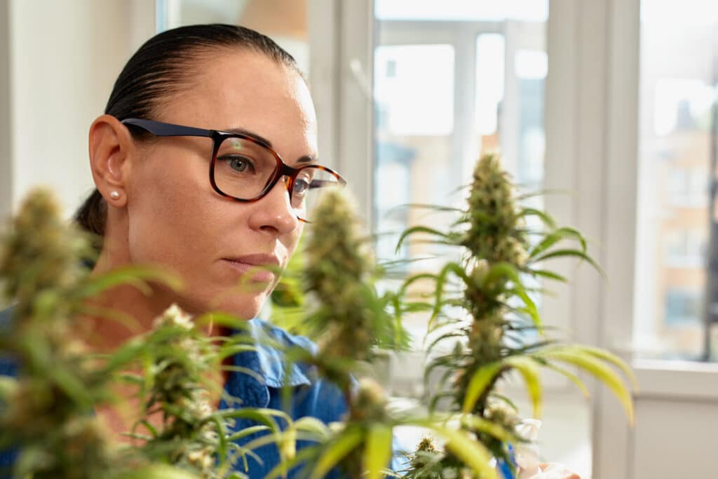 A woman in the laboratory in glasses checks the flowering of medical cannabis bushes, for the presence of insects, the condition of the buds, the dryness of the leaves, the condition of the soil in pots.