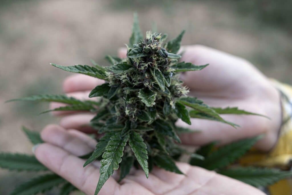 friesian-duck-cannabis-breed-marijuana-growing-a-b-2023-11-27-05-19-32-utc_11zon