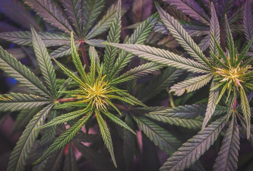 full-frame-of-marijuana-plant-leaves-2023-11-27-05-14-39-utc