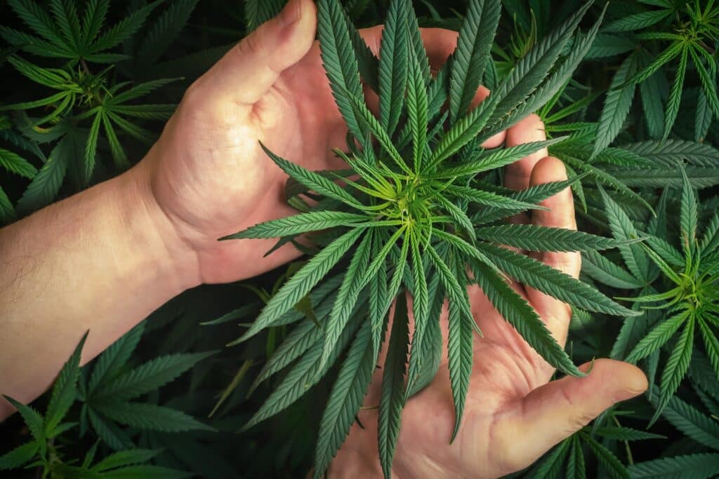 growing-own-cannabis-plant-hand-holding-cannabis-l-2023-11-27-05-14-51-utc